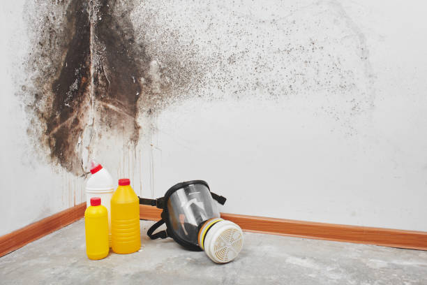 Best Mold Remediation for Specific Building Types in Hansen, ID