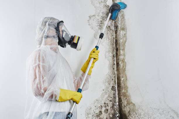 Best DIY Mold Remediation Support Services in Hansen, ID