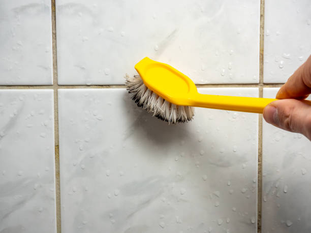 Reliable Hansen, ID Mold Remediation Solutions