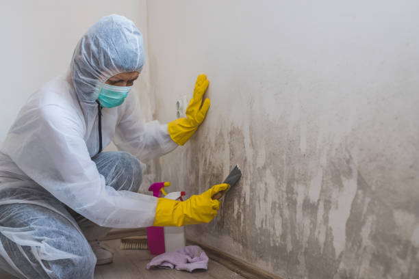 Best DIY Mold Remediation Support Services in Hansen, ID