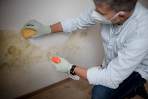 Best White Mold Remediation in Hansen, ID