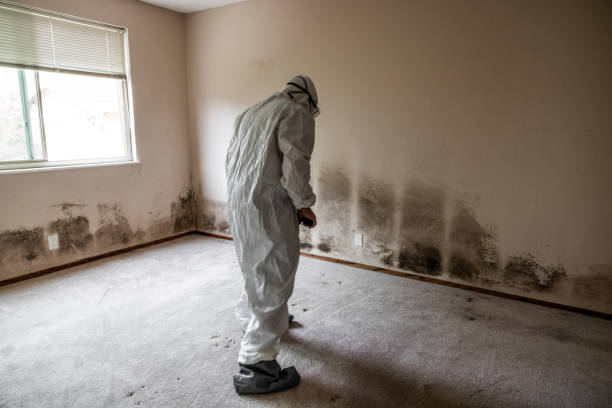 Best Health and Safety Mold Remediation in Hansen, ID