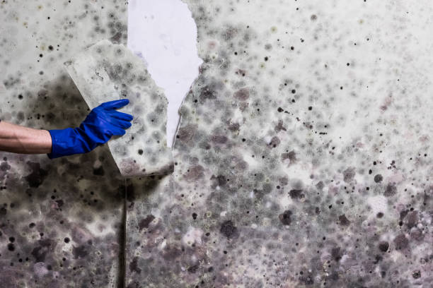 Best Crawl Space Mold Remediation in Hansen, ID