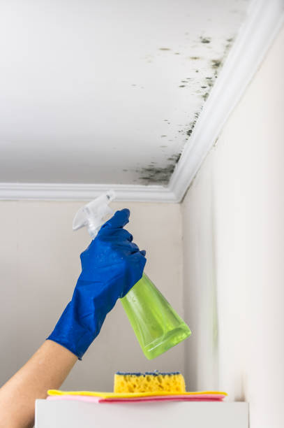Best Mold Testing and Inspection Services in Hansen, ID